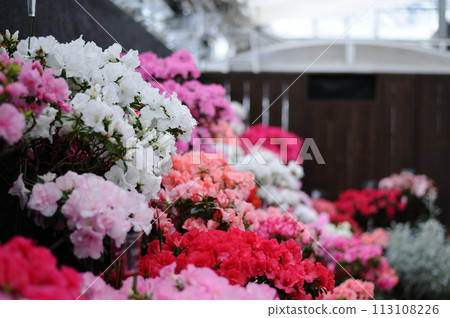 紅杜鵑花壇 紅杜鵑花壇 113108226