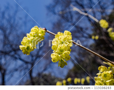 中國山茱萸在早春開出明亮的黃色花朵 113108283
