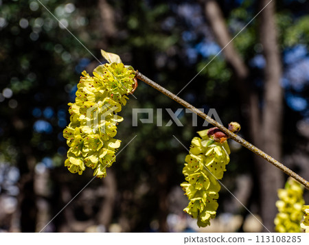 Chinese dogwood that blooms bright yellow flowers in early spring 113108285