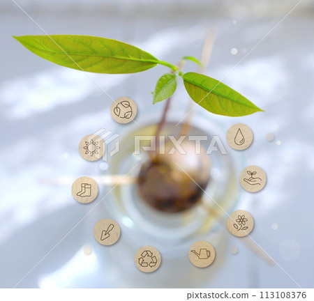 Eco image: Hydroponic cultivation and gardening icon of avocado with new sprouts Eco image: Hydroponic cultivation and gardening icon of avocado with new sprouts 113108376