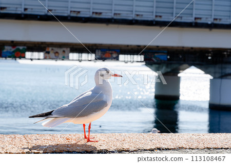 Seagull Seagull 113108467