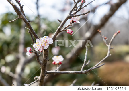 Early spring at Michinoku Lakeside Park, plum blossoms, Kawasaki Town, Miyagi Prefecture Early spring at Michinoku Lakeside Park, plum blossoms, Kawasaki Town, Miyagi Prefecture 113108514