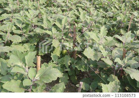 Eggplant plants in the farm for harvesting Eggplant plants in the farm for harvesting 113108573