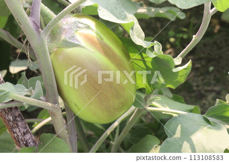 Eggplant plants in the farm for harvesting 113108583