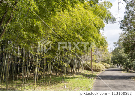 National Michinoku Lakeside Park walking course in early spring Kawasaki Town, Miyagi Prefecture 113108592