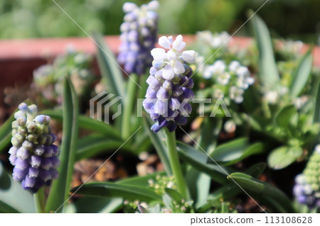 Muscari flowers bloomed in the spring garden Muscari flowers bloomed in the spring garden 113108628