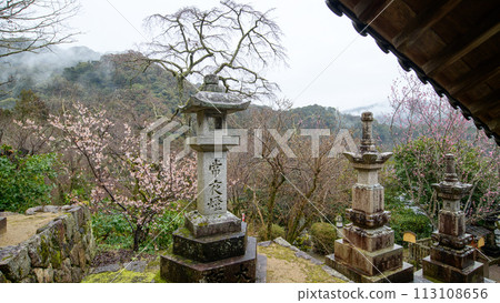 Hasedera Temple: Cherry and plum blossoms soaked in the rain, Nara Prefecture 113108656
