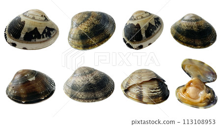 [White background] Taste of spring - 7 types of freshly caught Asari shellfish and cracked clam shellfish set 113108953