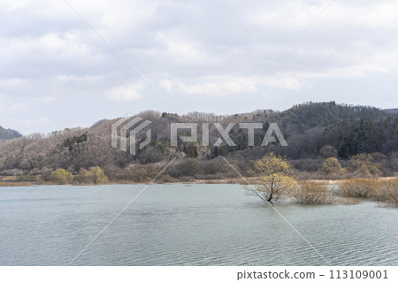 The submerged forest at Kamafusa Dam seen from Michinoku Lakeside Park in early spring in Kawasaki Town, Miyagi Prefecture 113109001