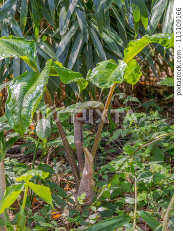 Flowers of Musashiabumi (Musashi stirrup), which is designated as an endangered species in some areas. Flowers of Musashiabumi (Musashi stirrup), which is designated as an endangered species in some areas. 113109166