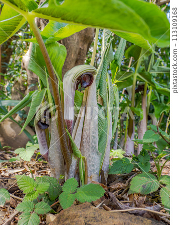 武藏文(武藏馬鐙)的花,在某些地區被指定為瀕臨滅絕的物種。 武藏文(武藏馬鐙)的花,在某些地區被指定為瀕臨滅絕的物種。 113109168