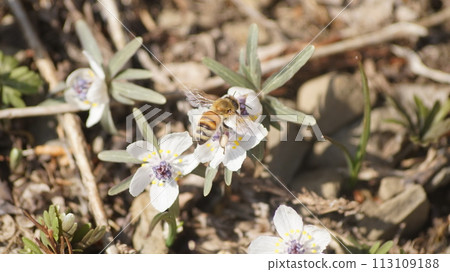 A honeybee that sucks on honey A honeybee that sucks on honey 113109188