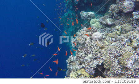 The underwater world of coral reefs. The blue hole in Dahab 113109189