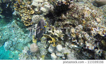Coral Reef. Fish surgeon of the red sea Coral Reef. Fish surgeon of the red sea 113109198