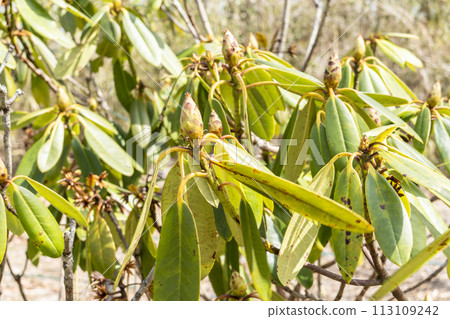 Shirogane (western rhododendron) flower buds at National Michinoku Lakeside Park in early spring, Kawasaki Town, Miyagi Prefecture Shirogane (western rhododendron) flower buds at National Michinoku Lakeside Park in early spring, Kawasaki Town, Miyagi Prefecture 113109242