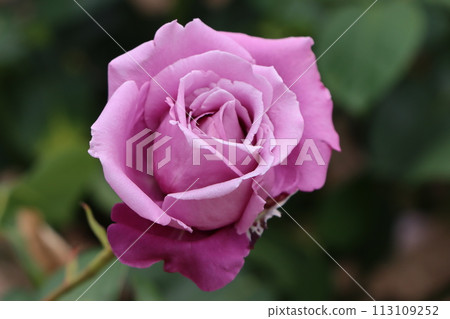 玫瑰的存在無愧於花中女王的稱號 - 4 113109252