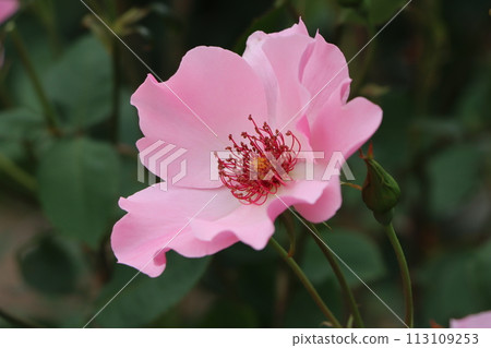 玫瑰的存在無愧於花中女王的稱號 - 5 113109253