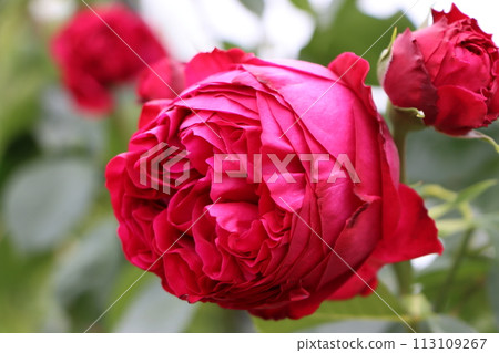 華麗的玫瑰花,體積飽滿 華麗的玫瑰花,體積飽滿 113109267