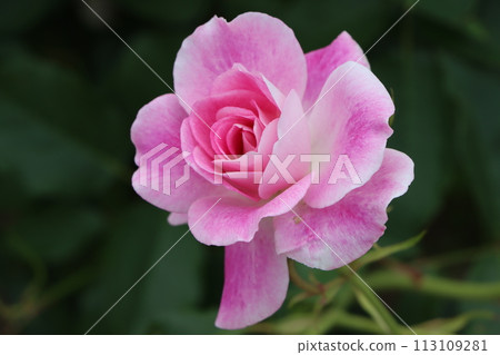 綾部市的玫瑰公園 - 七號,多種品種的玫瑰盛開 綾部市的玫瑰公園 - 七號,多種品種的玫瑰盛開 113109281