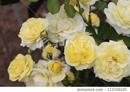 Ayabe City's Rose Park is enveloped in a sweet fragrance 113109285