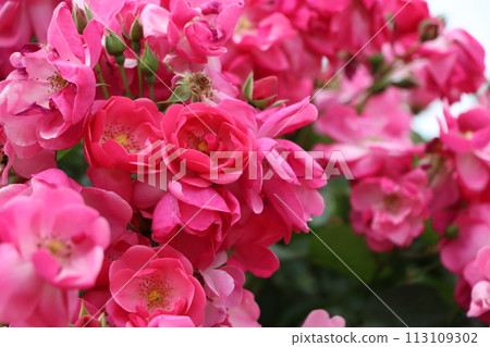 綾部市玫瑰園 - 4 香氣撲鼻 綾部市玫瑰園 - 4 香氣撲鼻 113109302