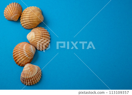 Sea shells on blue background, summer vacation, 113109357