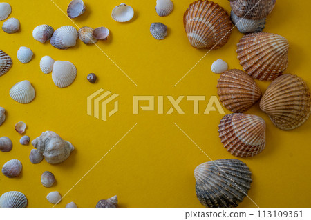 Sea shells on yellow background, summer vacation, 113109361
