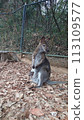 Wallaby with baby 113109577