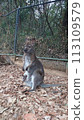 Wallaby with baby 113109579