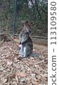 Wallaby with baby 113109580