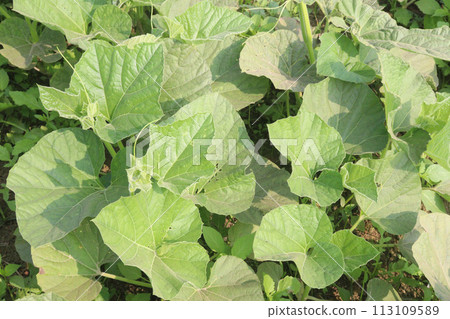 Bottle gourd plant on farm for sell 113109589
