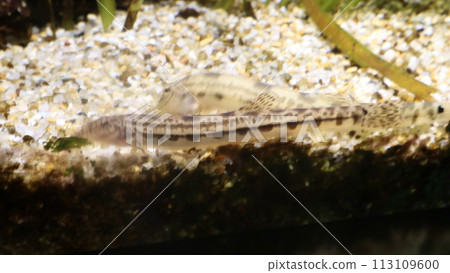 水族箱裡優雅遊動的泥鰍 水族箱裡優雅遊動的泥鰍 113109600