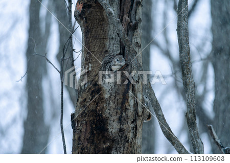 A flying squirrel emerges from its burrow on a snowy evening 113109608