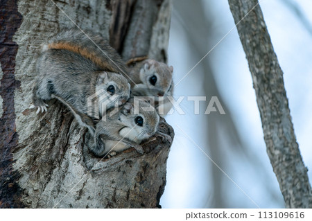 Three flying squirrels peeking out of their burrows Three flying squirrels peeking out of their burrows 113109616