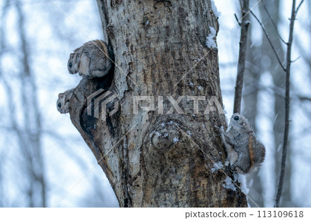 A flying squirrel emerges from its burrow on a snowy night 113109618