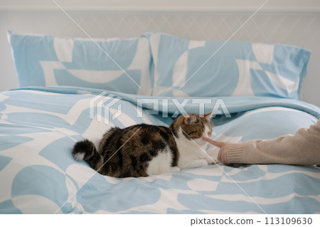 pet care concept with asian woman play with scottish tabby cat on bed with happy feeling 113109630