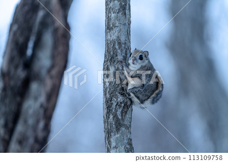 Ezo flying squirrel perching on a thin tree 113109758