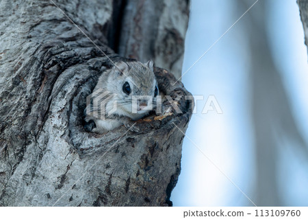 Ezomomonga that came out of the burrow 113109760