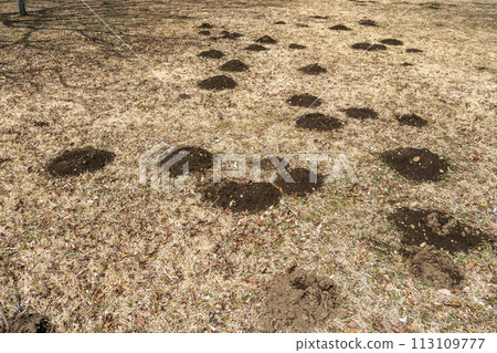 Mole damage at National Michinoku Lakeside Park in early spring, Kawasaki Town, Miyagi Prefecture 113109777