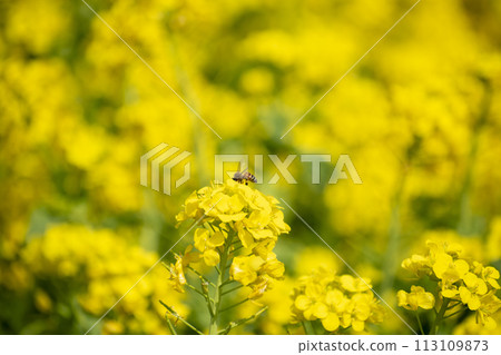 Rapeseed field 113109873
