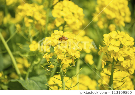 Rapeseed field 113109890
