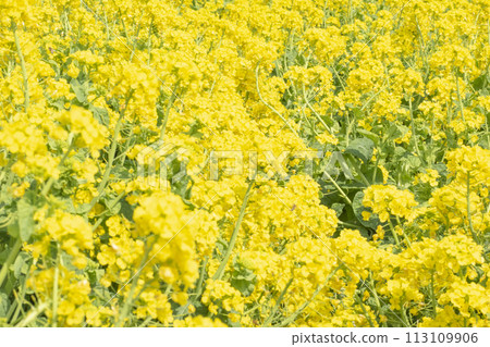 Rapeseed field Rapeseed field 113109906