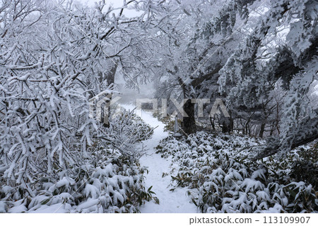 冬天的石錘山登山道 113109907