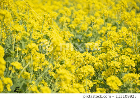 Rapeseed field 113109923