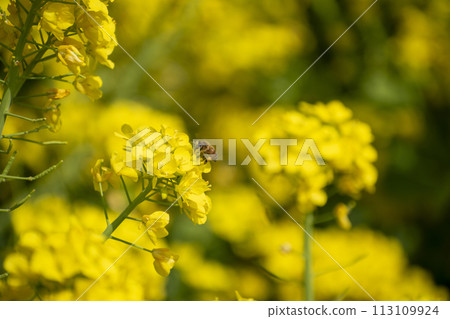 Rapeseed field 113109924
