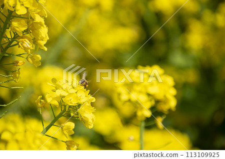 Rapeseed field 113109925
