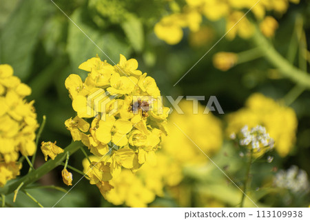 油菜田 油菜田 113109938