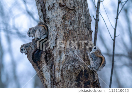 Three flying squirrels perching on a tree with a nest hole 113110023