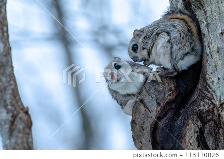 Two flying squirrels peeking out of their burrows 113110026