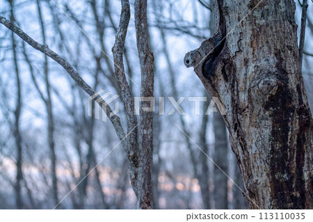 餘輝和飛鼠從洞穴中鑽出來 113110035